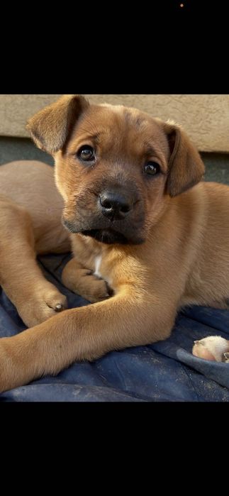 Віддам у добрі руки.