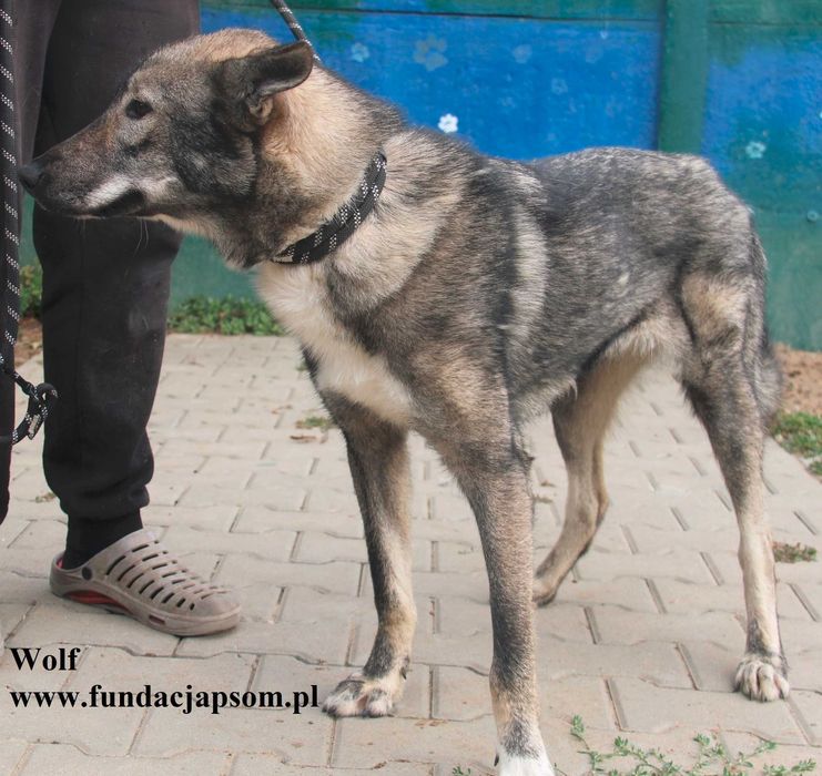 Wolf, piękny wilk szuka domu
