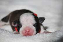 Amstaff dziewczynka