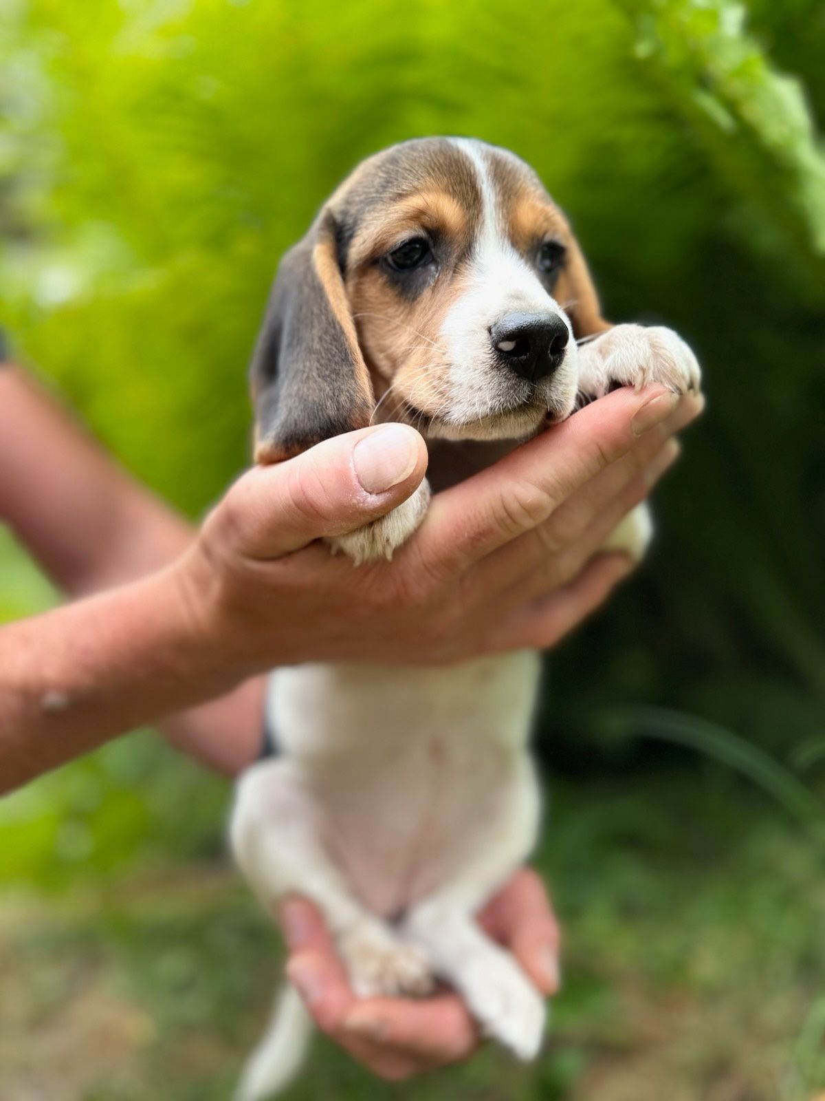 Cudowna Beagle sunia z rodowodem wielopokoleniowym