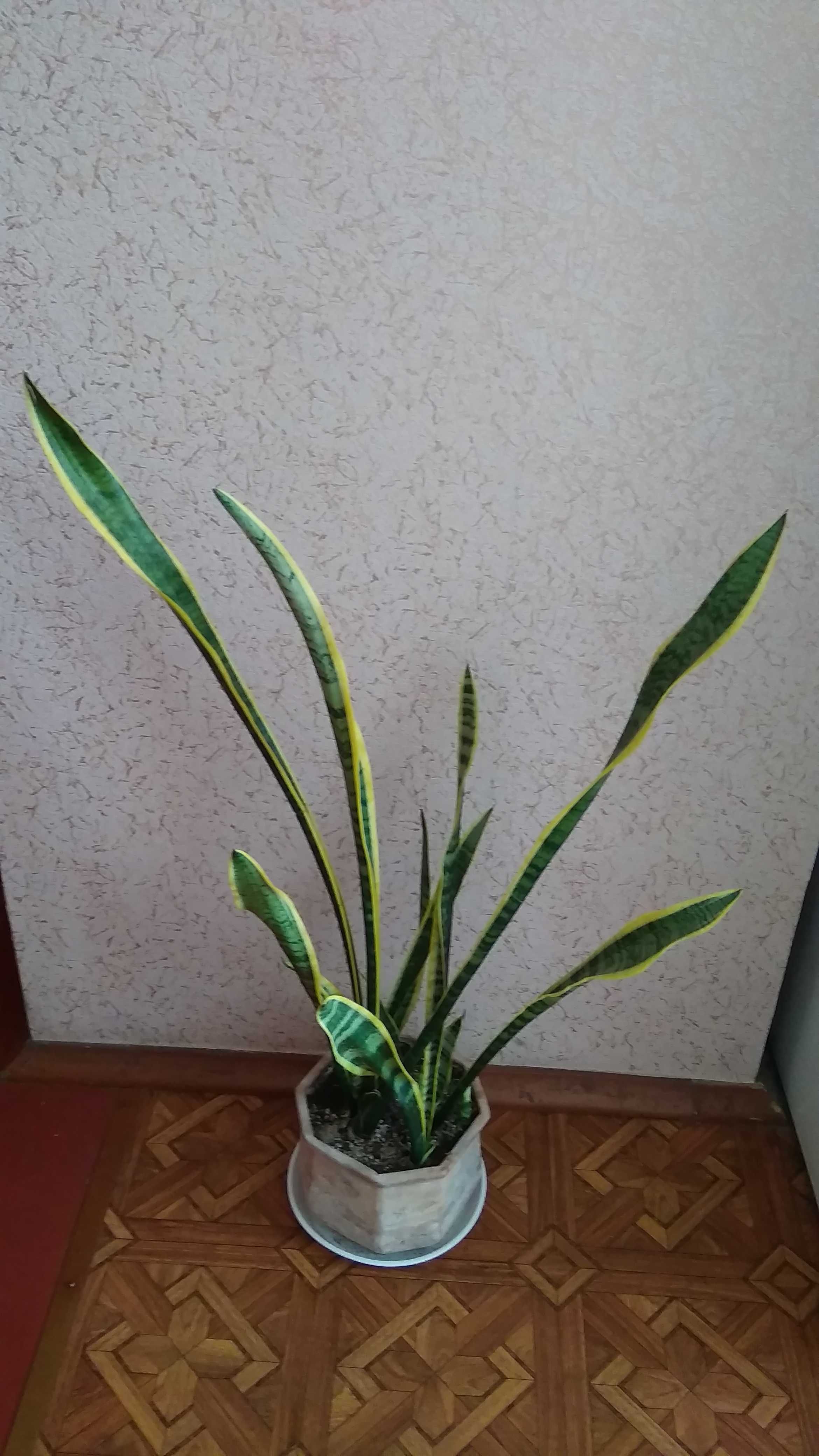 Сансевьера - комнатное растение