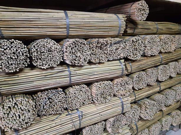 Tyczki bambusowe, bambus, duży wybór bezpośrednio od importera