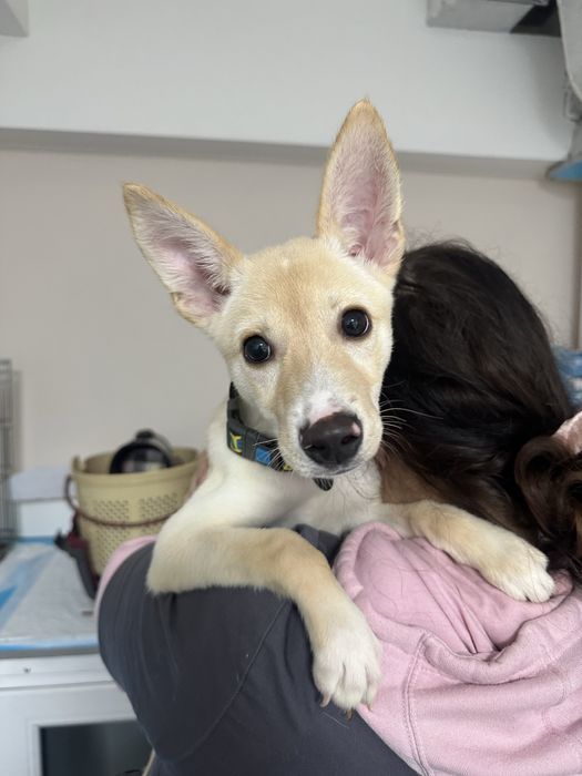 Метис. Дівчинка 4-5 міс.