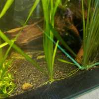 Nurzaniec - roślina do akwarium