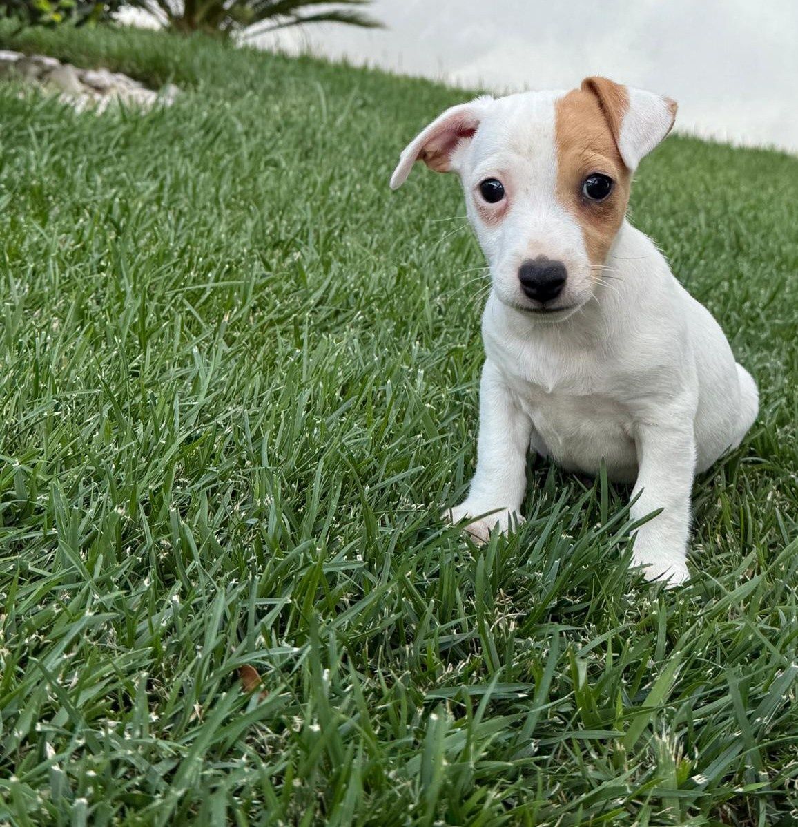 Jack Russel qualidade