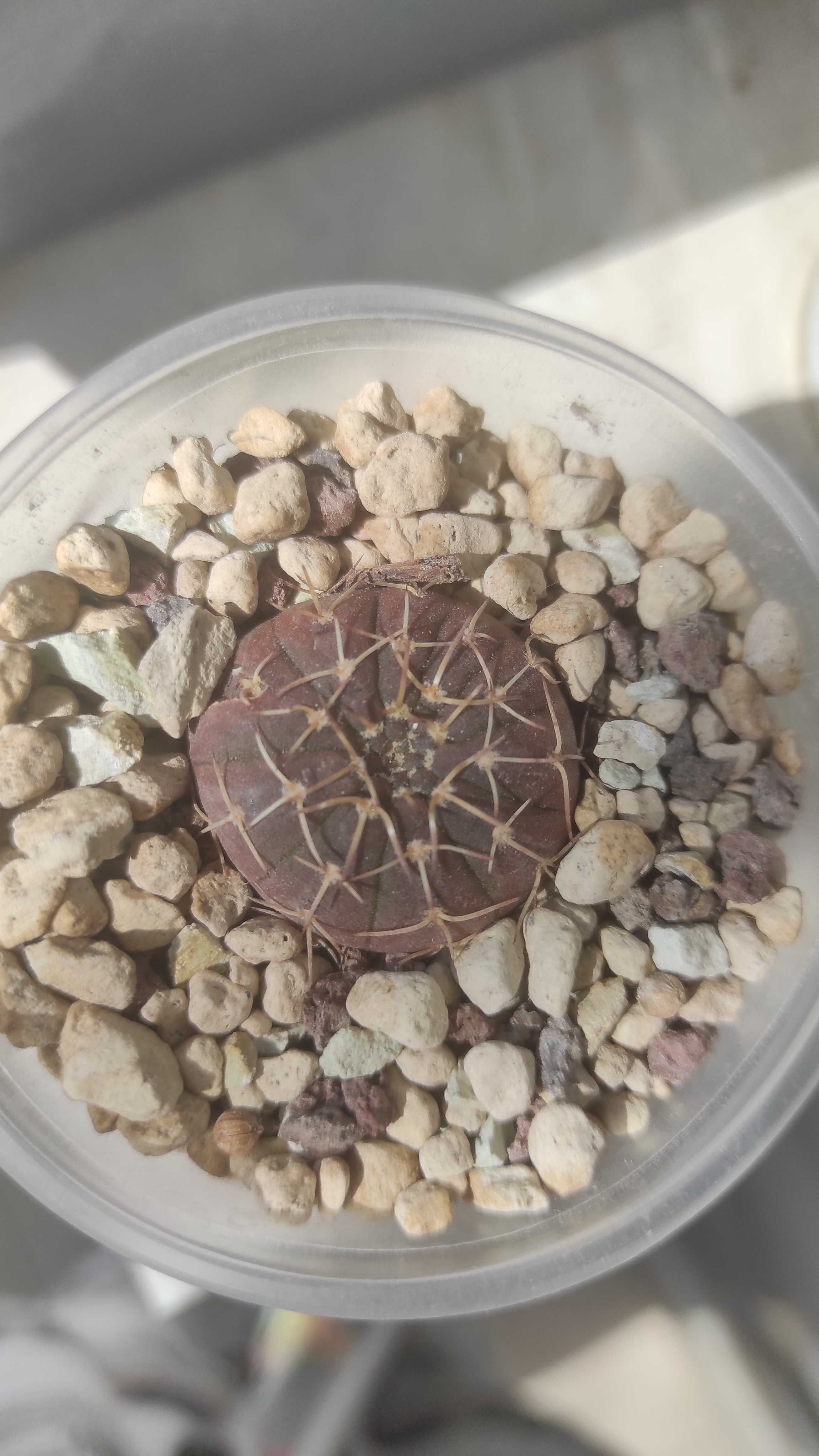 Сіянець кактуса Gymnocalycium stellatum