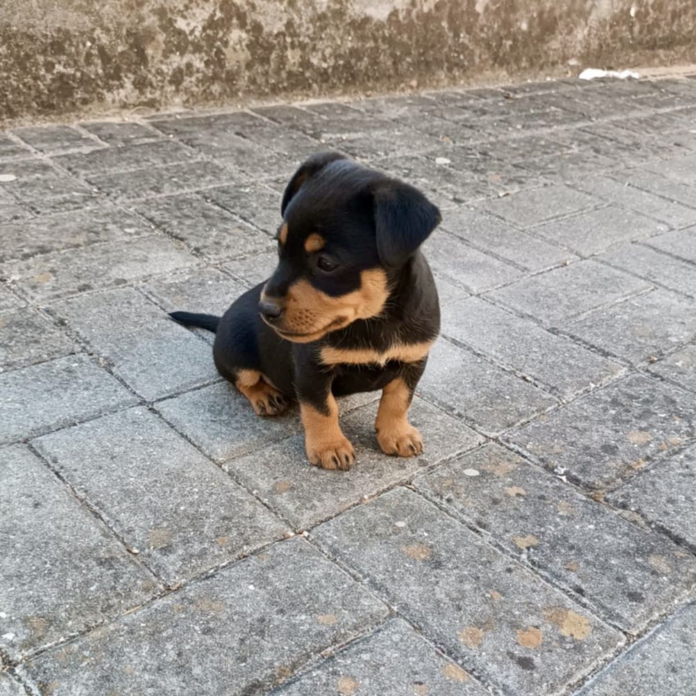 Pinscher - macho