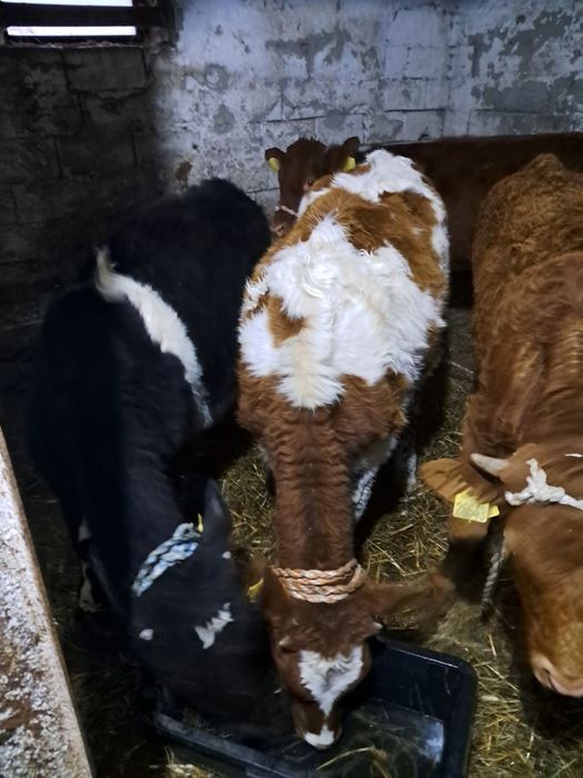 Jałóweczki jałóweczki