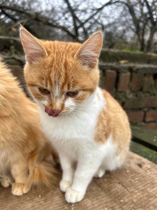 Шукаємо сім'ї котикам