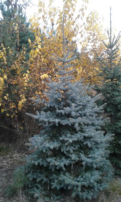 Choinki Jodła świerk sosna z własnej plantacji -dowóz.