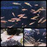 Rasbora plamista ( Boraras maculatus ) - Aquaszop.