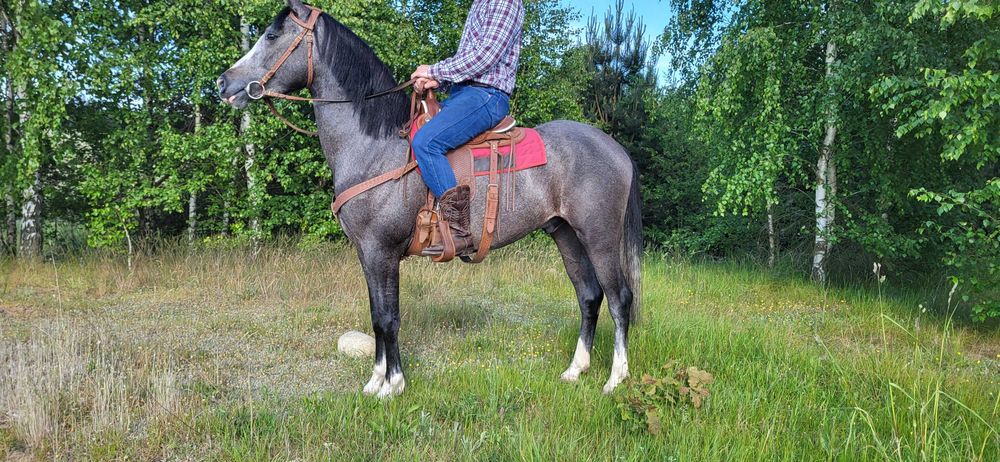 Wałach Walijski Arabski grupa C, 138cm, pięknie malowany, 3 lata,