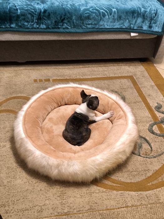 Boston Terrier śliczna suczka ZKwP/FCI