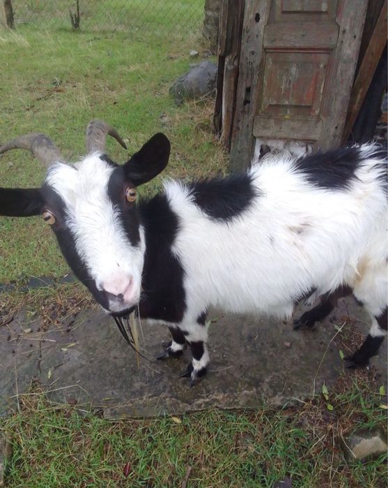Продам коз недорого!!