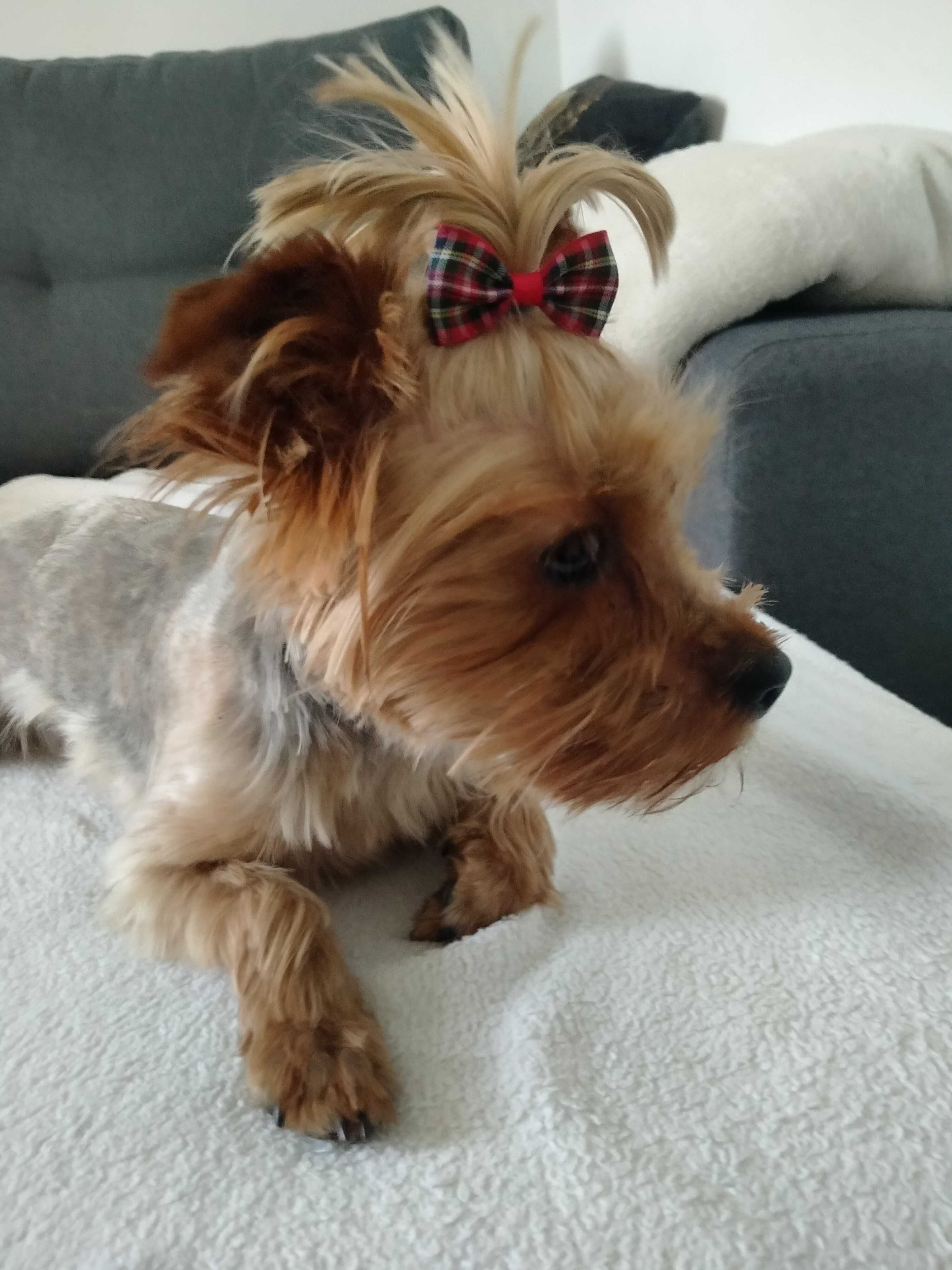 Yorkshire terrier suczka