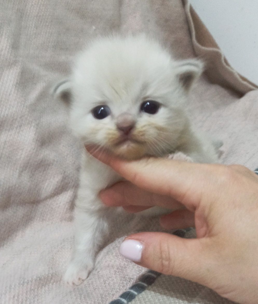 Ragdoll blue mitted lynx do rezerwacji