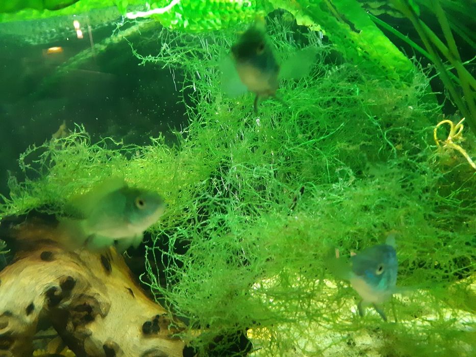 Mech do akwarium PORCja 0,5L