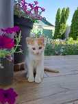 Котенок в добрые руки