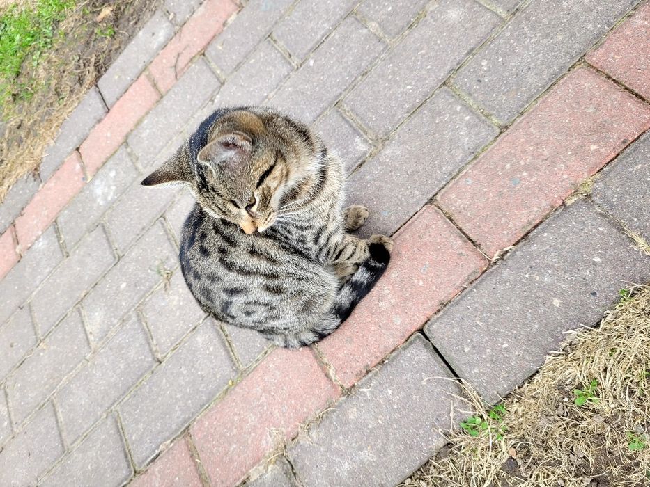 Koty małe do oddania