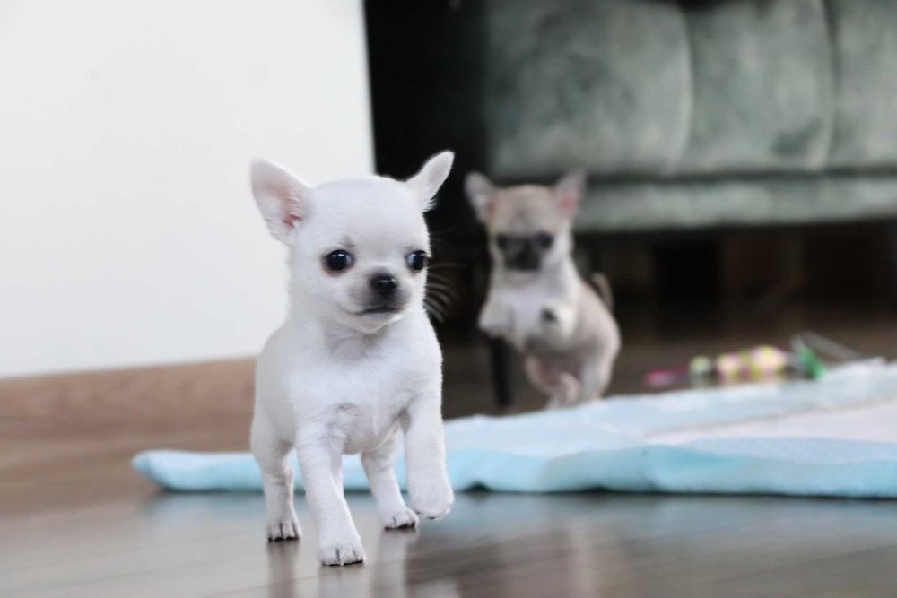 Maleńka prześliczna sunia chihuahua krótkowłosa ZKwP FCI