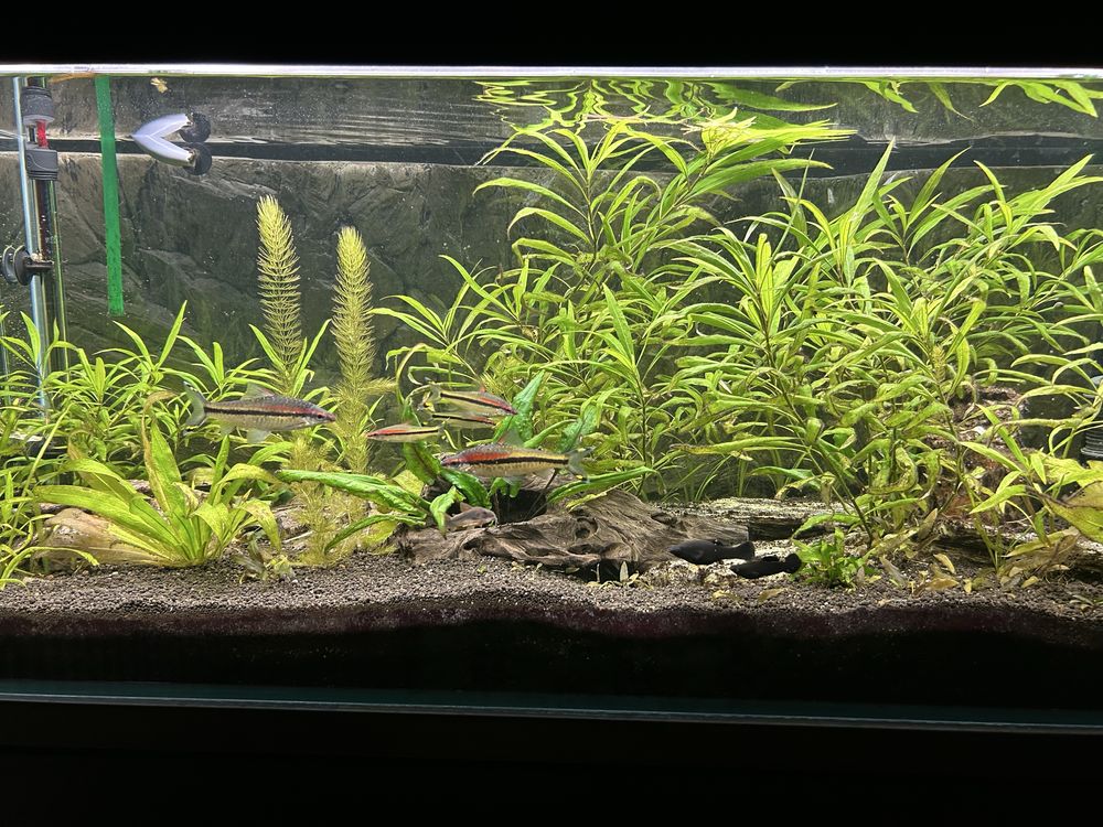 Akrarium 240l diversa + eheim professionel 3e