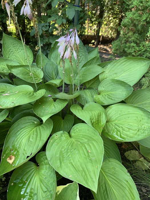 Хости зі свого саду
