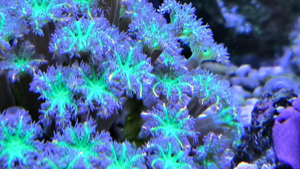 Clavularia Papaya Tricolor łatwy koralowiec miękki fluo