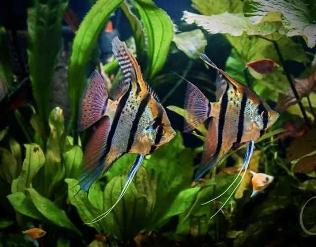Żaglowiec skalar Rio Nanay (Pterophyllum scalare)