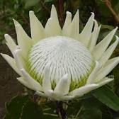 Vendo plantas de proteas white king branca