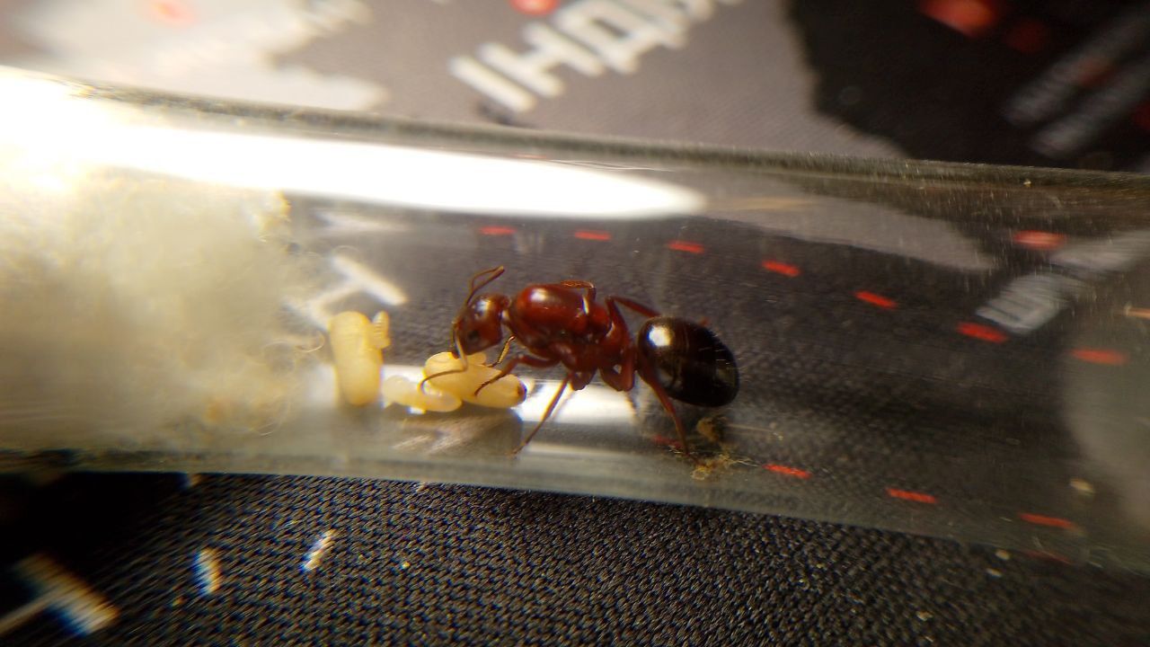 Экзотические муравьи camponotus turkestanicus.  Муравьиная ферма
