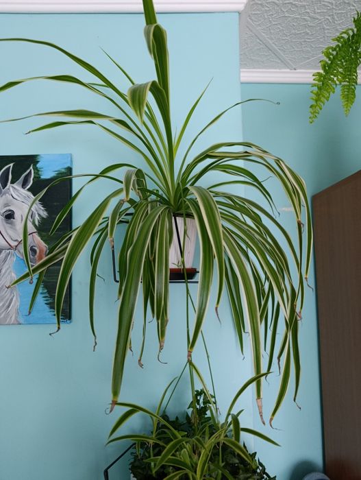 Kwiat zielistka zielony