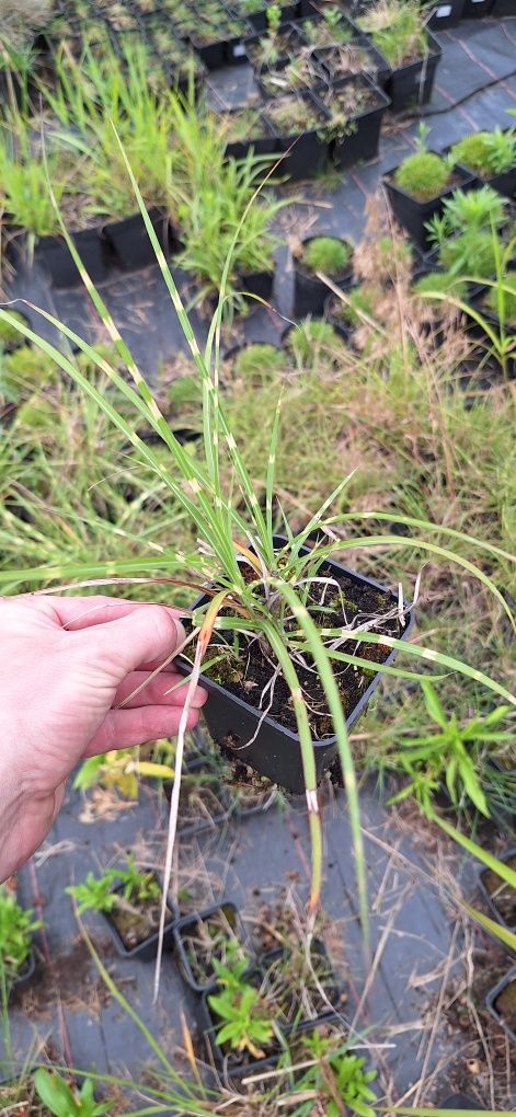 1 gautiera, 1szt strictus dwarf