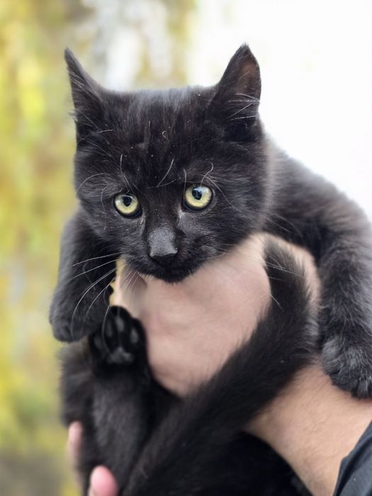 Віддам кошенят у добрі руки