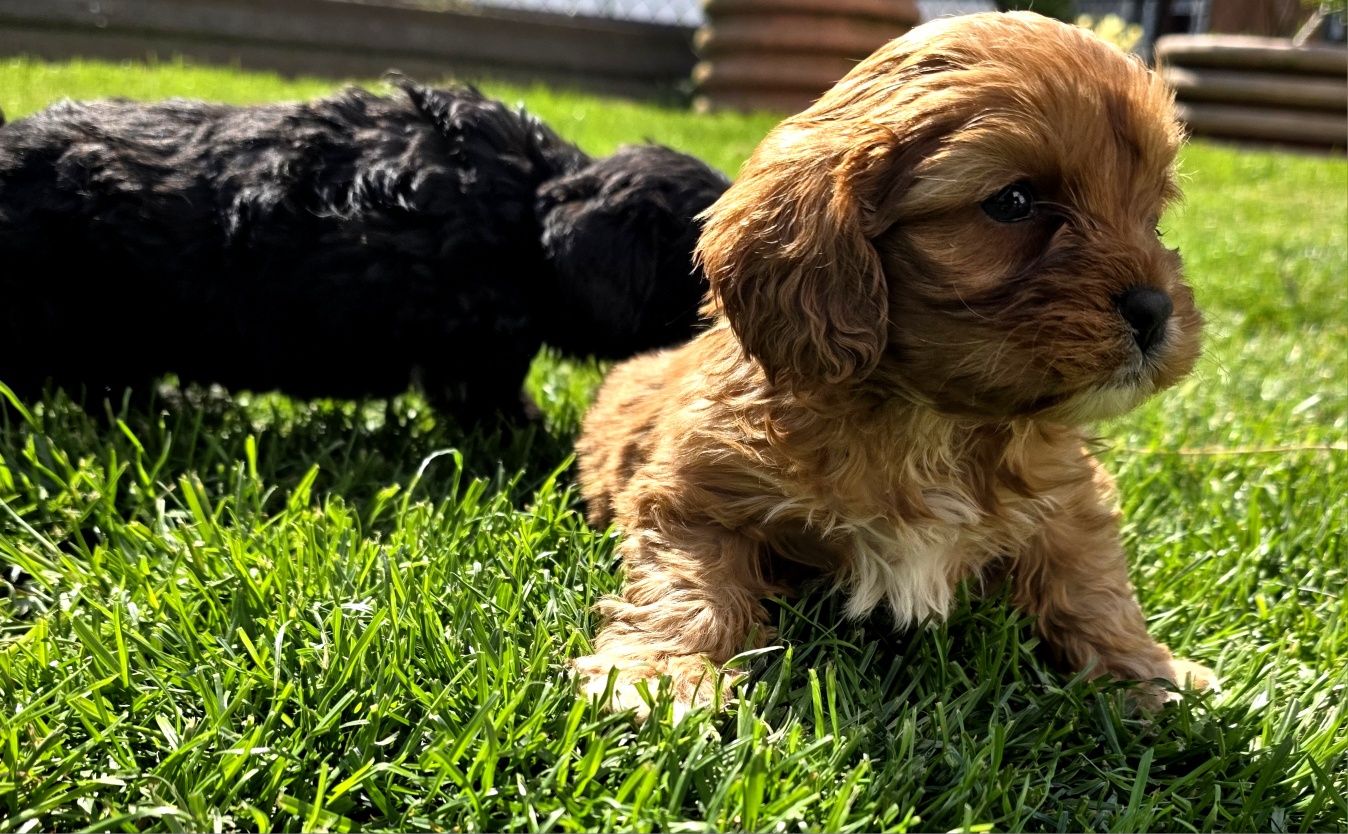Cavapoo piesek f1 mini OSTATNIA!