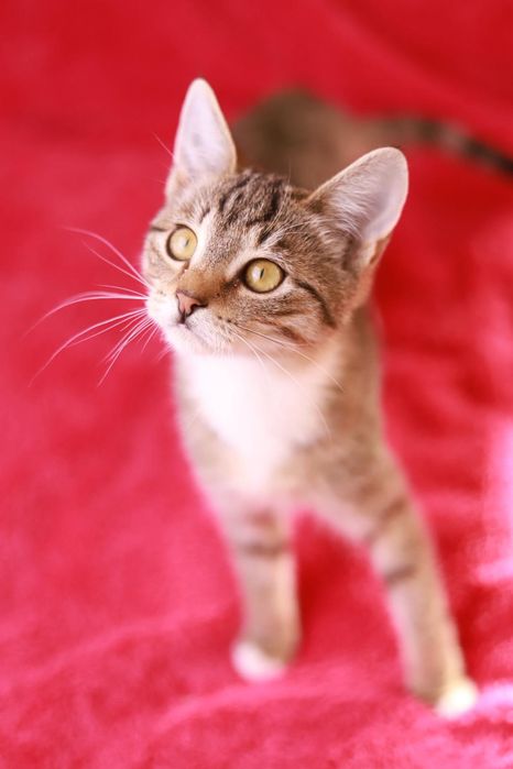 To czas na Figle! Poznajcie Fikusia, ten kociak właśnie czeka na dom