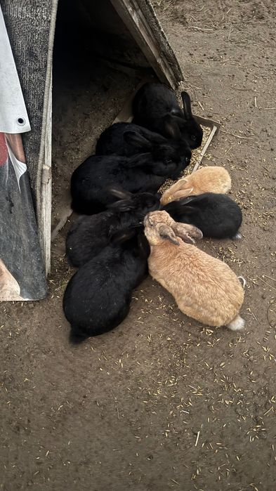 Króliki, naturalnie howane , różnej wielkości , tanio