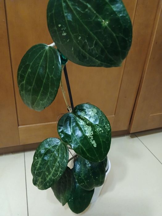 Hoja Latifolia sadzonka kwiat domowy