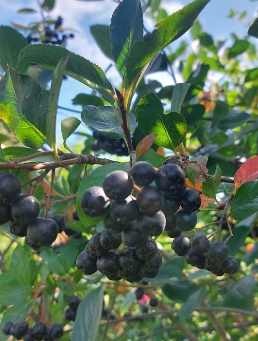 Aronia, sok 330ml, Beskidzkie zioła