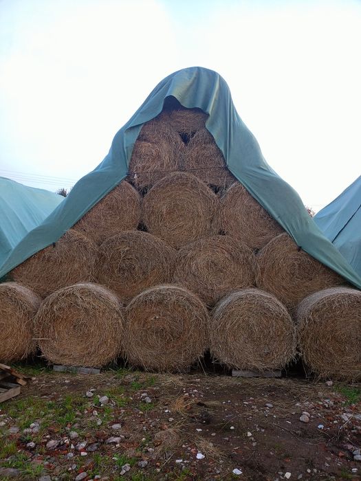 Siano z łąk dosiewanych transort