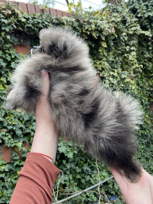 Малюки шпіца мерль