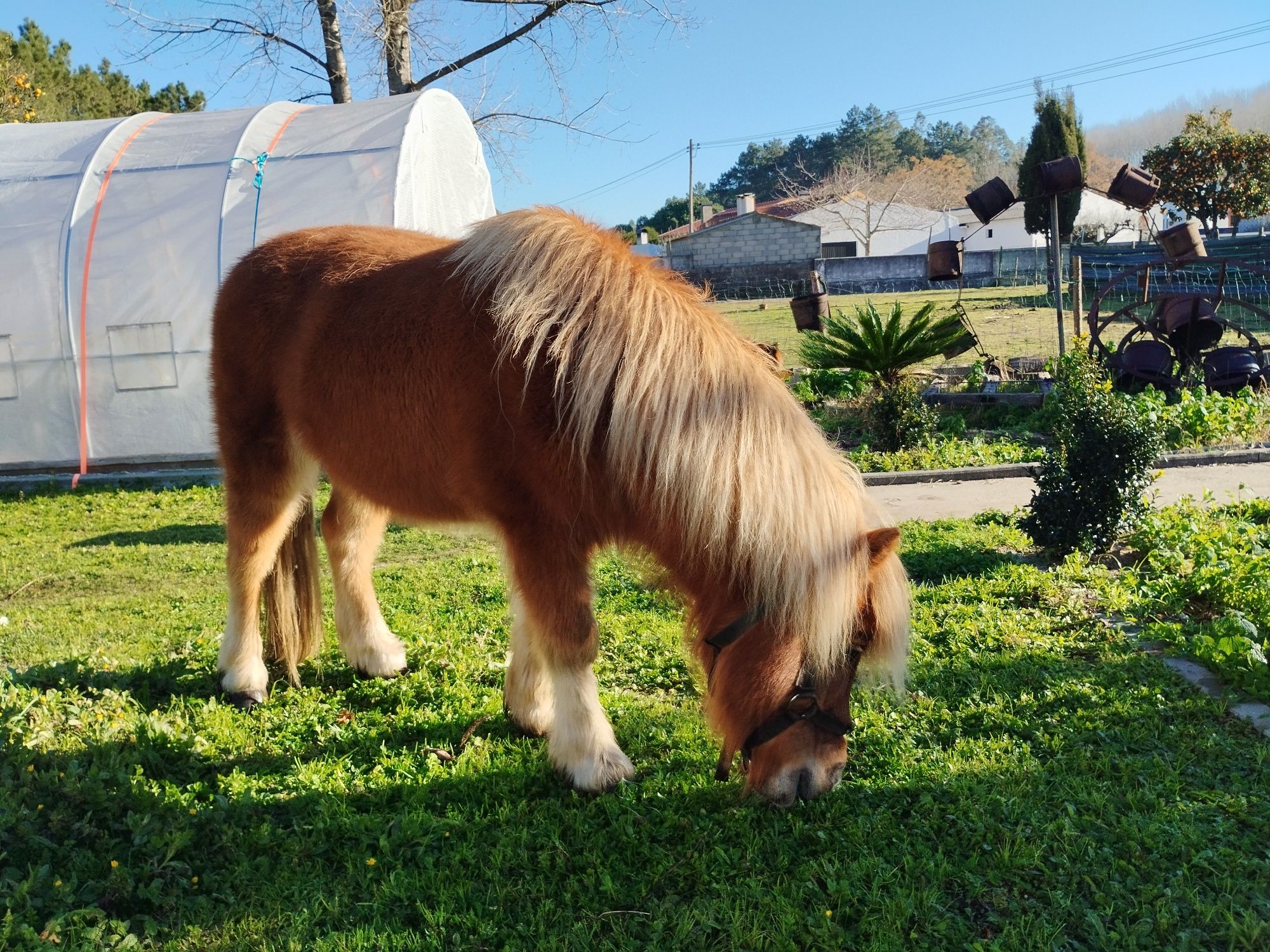 Pónei (macho) ótimo para manter quintal sem ervas