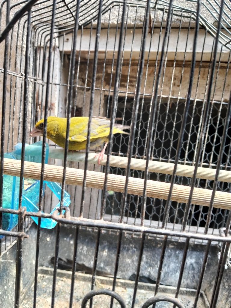 Pássaro bonito  p
