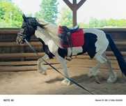 karosrokaty ogier tinker
