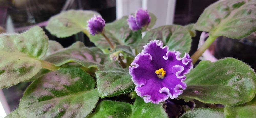 Фиалки сортовые детки