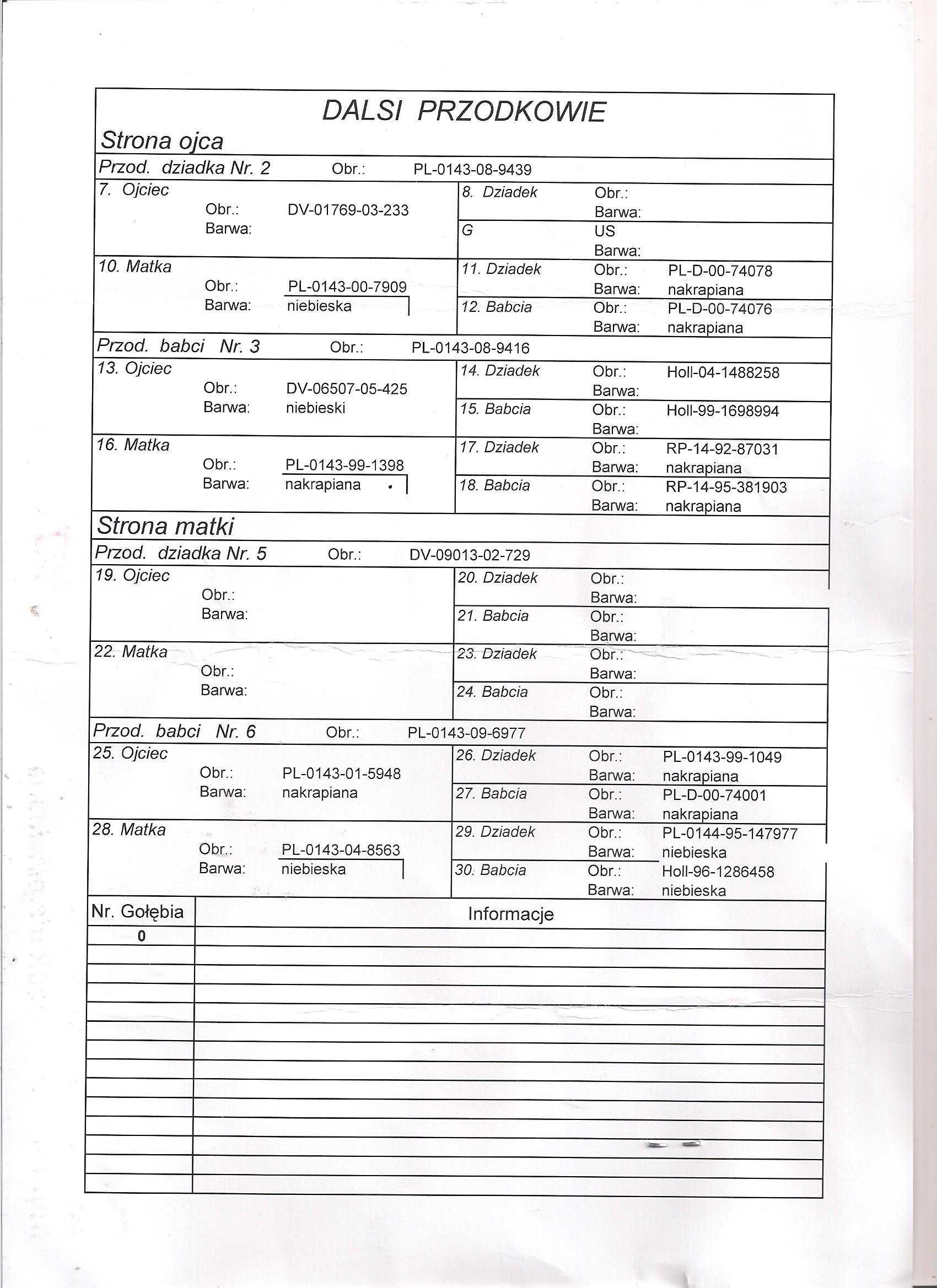 Młode para 71 Oryg. A.M Wiosna Wnuk 5838 gołąb gołębie pocztowe Rude