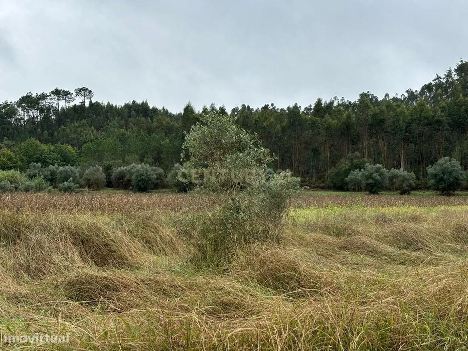 Terreno com Eucaliptal e outras árvores