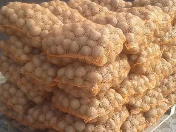 Ziemniaki, Soraya, Wineta, Melody, Prada, odpadowe, paszowe