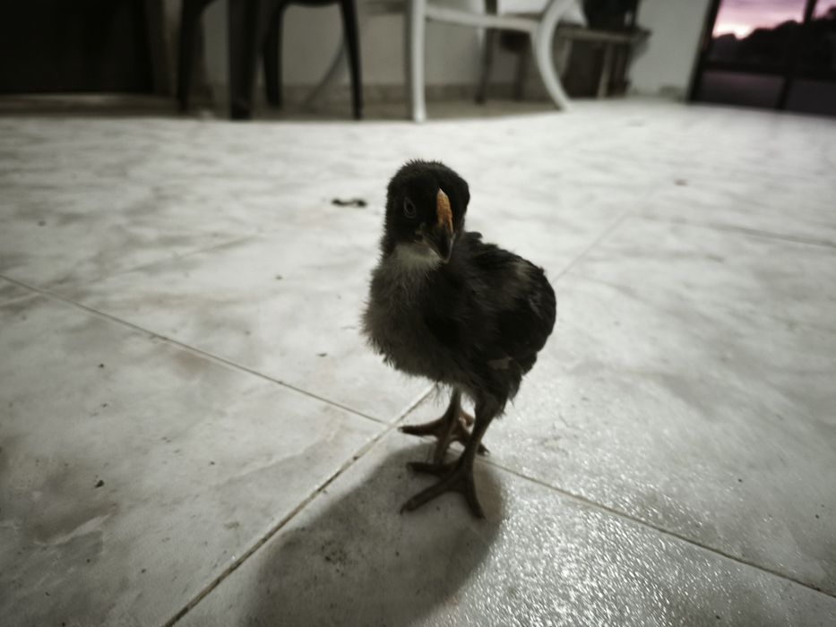 Pintos sem raça defenida