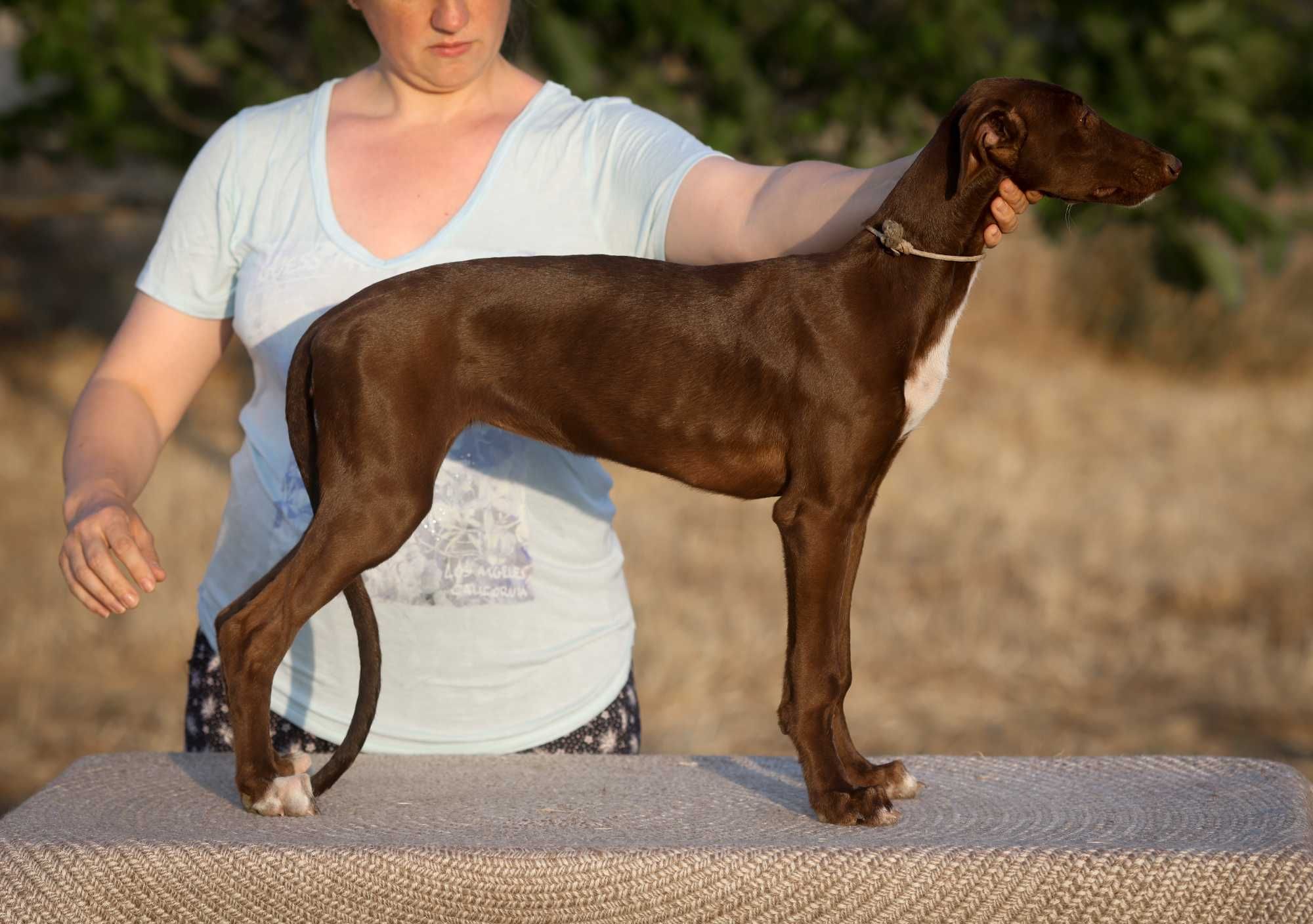 Цуценята Гальго. Galgo Espanol