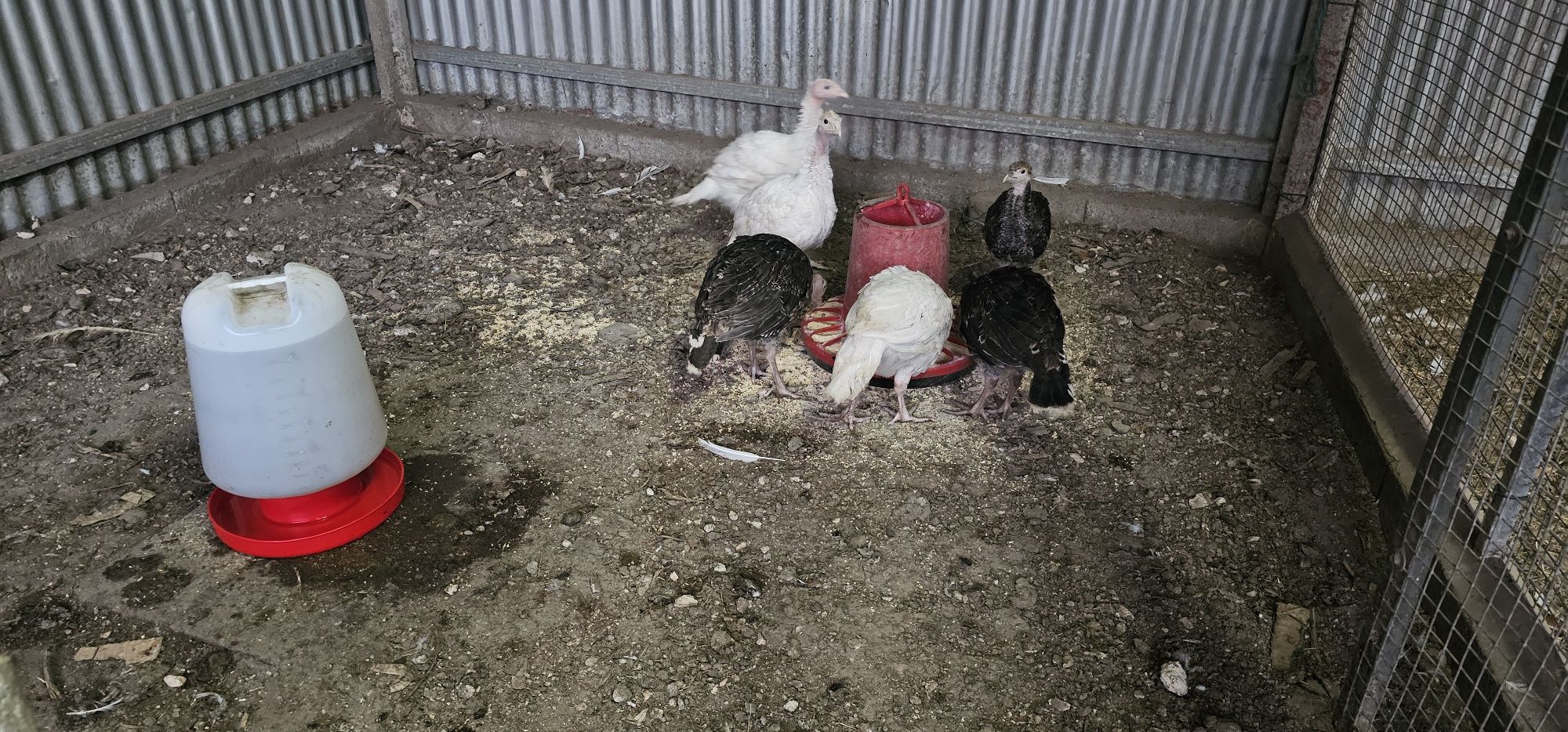 Peru branco e selvagem